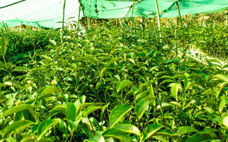 Tea Nursery